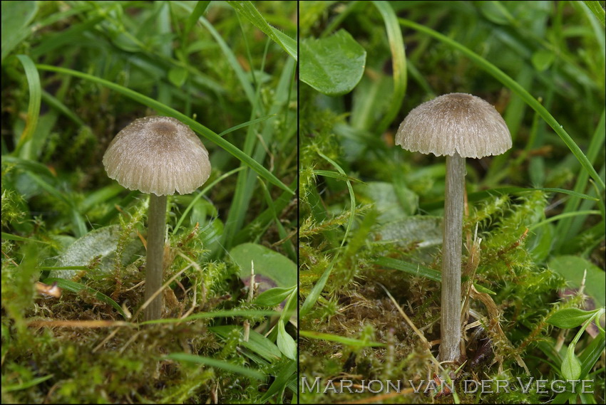 Knobbelspoorsatijnzwam - Entoloma undulatosporum